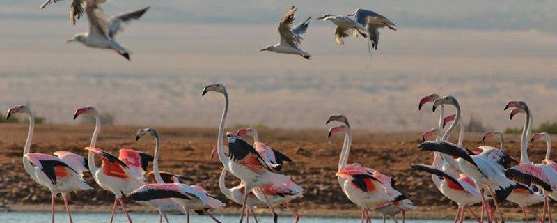 Hula-Valley-Bird-Festival und Eilat Birds Festival